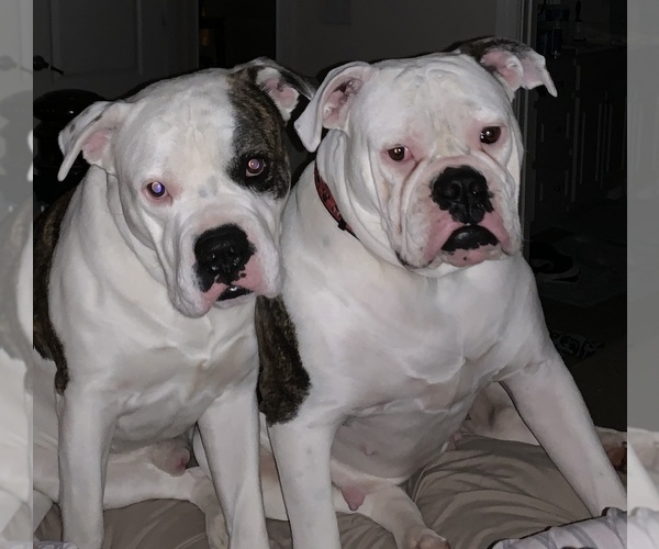 Medium Photo #1 American Bulldog Puppy For Sale in MCDONOUGH, GA, USA