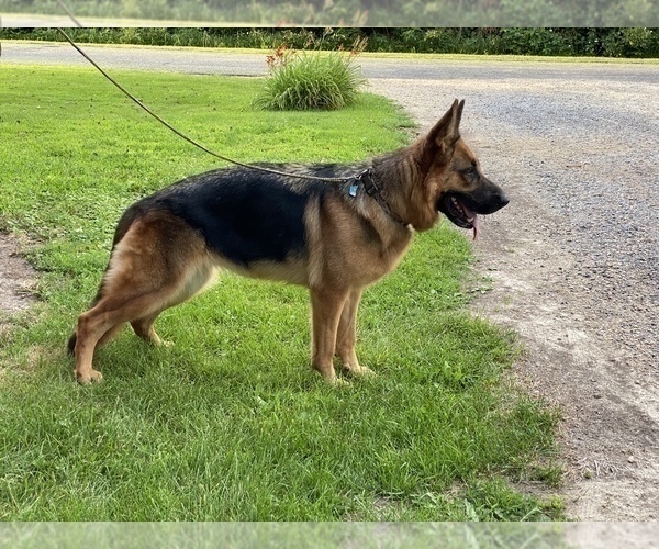 Medium Photo #1 German Shepherd Dog Puppy For Sale in WESTBY, WI, USA