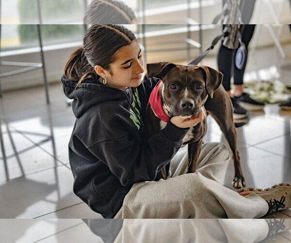 Medium Photo #6 Boxer-Unknown Mix Puppy For Sale in Westwood, NJ, USA