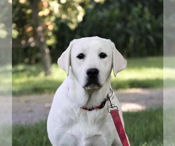 Medium Photo #2 Labrador Retriever Puppy For Sale in SYRACUSE, IN, USA