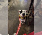 Small #9 American Bulldog