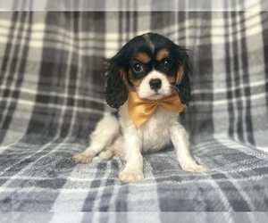 Cavalier King Charles Spaniel Puppy for sale in LAKELAND, FL, USA