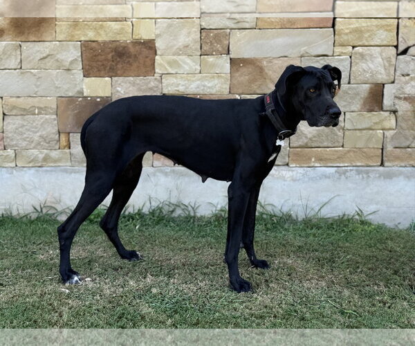 Medium Photo #4 Great Dane Puppy For Sale in PIPE CREEK, TX, USA