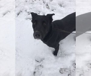 Shelly - Female Mutt Dog for Adoption - Photo #3