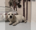 Small #3 Labrador Retriever