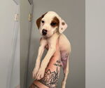 Small #3 Bullboxer Pit