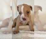 Small Photo #7 American Bully Puppy For Sale in KENT, WA, USA