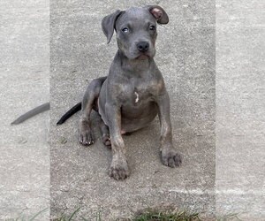Myla - Female Unknown-Weimaraner Mix Dog for Adoption - Photo #2