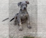 Small #1 American Staffordshire Terrier-Weimaraner Mix