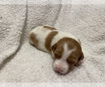Small Photo #1 Brittany Puppy For Sale in ORRUM, NC, USA