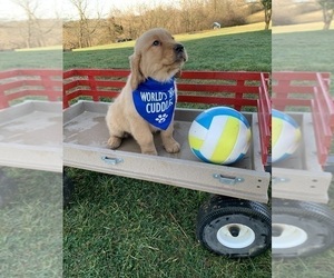 Medium Golden Retriever