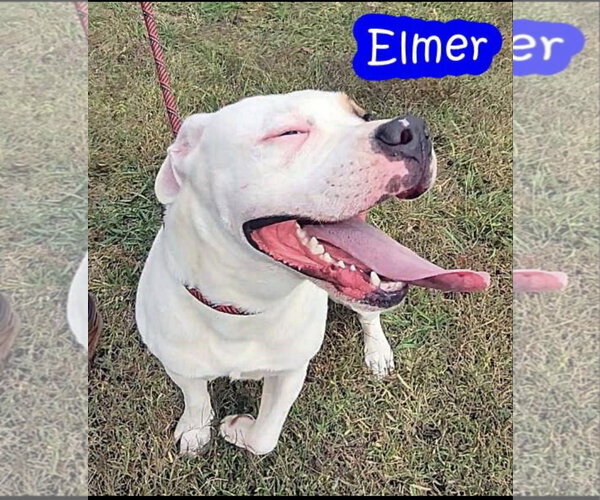 Medium Photo #4 American Bulldog Puppy For Sale in Crandall, GA, USA