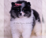Small Photo #25 Pomeranian Puppy For Sale in WARSAW, IN, USA