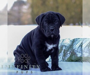 Cane Corso Puppy for sale in GAP, PA, USA