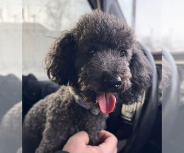 Medium Photo #8 Chi-Chon Puppy For Sale in Germantown, OH, USA