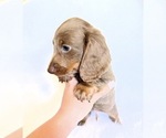 Small #5 Dachshund