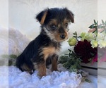 MR Pepsi - Male Yorkshire Terrier Puppy for Sale - Photo #5