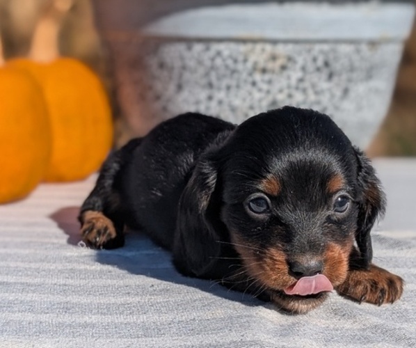 Medium Photo #22 Dachshund Puppy For Sale in GOSHEN, IN, USA