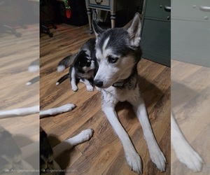 Father of the Siberian Husky puppies born on 05/30/2025
