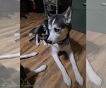 Small Photo #1 Siberian Husky Puppy For Sale in ALTON, IL, USA