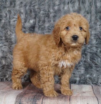 Medium Photo #2 Golden Retriever-Poodle (Toy) Mix Puppy For Sale in WARSAW, IN, USA