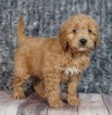 Small #1 Golden Retriever-Poodle (Toy) Mix