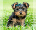 Puppy Snickers Yorkshire Terrier