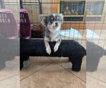 Small Photo #3 Chihuahua Puppy For Sale in Sioux Falls, SD, USA