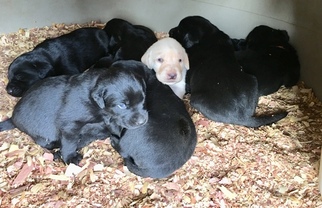 Labrador Retriever Puppy for sale in TAYLORSVILLE, NC, USA