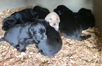 Small Photo #1 Labrador Retriever Puppy For Sale in TAYLORSVILLE, NC, USA