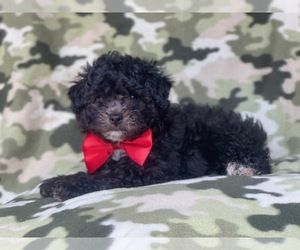 Cavachon-ShihPoo Mix Puppy for sale in LAKELAND, FL, USA