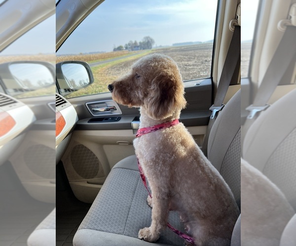 Medium Photo #1 Goldendoodle (Miniature) Puppy For Sale in CONVOY, OH, USA