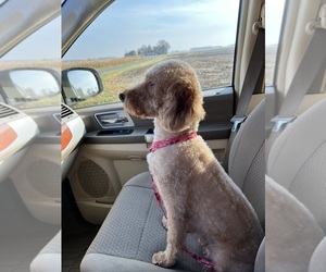 Mother of the Goldendoodle (Miniature) puppies born on 08/05/2025