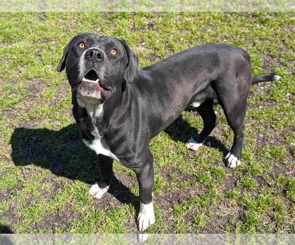 Medium Photo #2 Boxador Puppy For Sale in Anniston, AL, USA