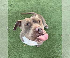 American Staffordshire Terrier Dogs for adoption in Sanford, FL, USA