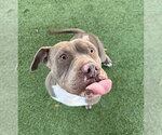 ATOM - Male American Staffordshire Terrier Dog for Adoption - Small photo