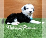 Small Photo #5 Sheepadoodle Puppy For Sale in OVERGAARD, AZ, USA