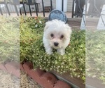 Small #3 Maltese