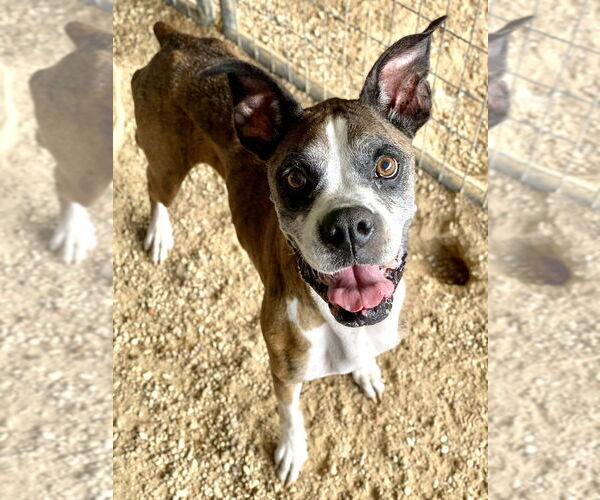 Medium Photo #2 Boxer Puppy For Sale in Austin, TX, USA