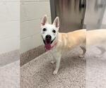 ESTRELLA - Female Siberian Husky Dog for Adoption - Small photo