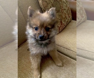 Pomeranian Puppy for sale in MOUNT CLEMENS, MI, USA