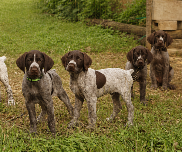 Medium Photo #1 German Shorthaired Pointer-German Wirehaired Pointer Mix Puppy For Sale in FREDERICKSBURG, TX, USA
