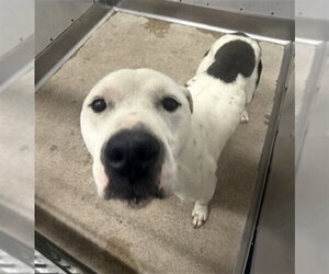 Mutt Dogs for adoption in San Bernardino, CA, USA