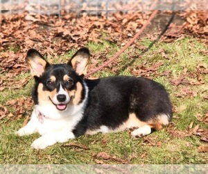 Mother of the Pembroke Welsh Corgi puppies born on 06/11/2023