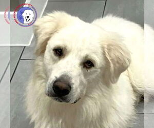 Great Pyrenees Dogs for adoption in Spring, TX, USA