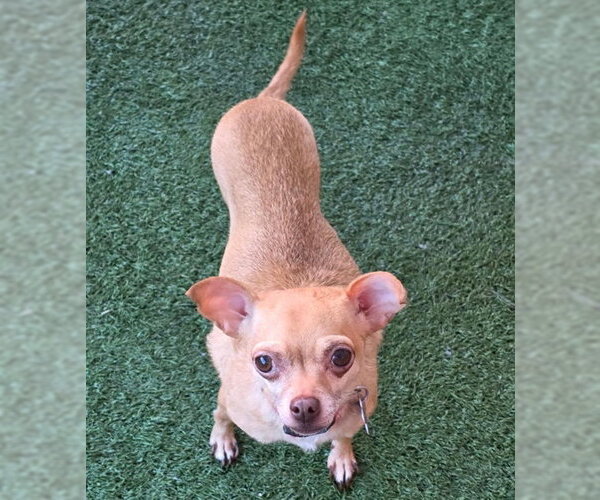 Medium Photo #5 Chihuahua Puppy For Sale in Chino Hills, CA, USA