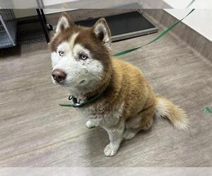 Siberian Husky Dogs for adoption in Pasadena, CA, USA
