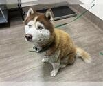 Small Siberian Husky