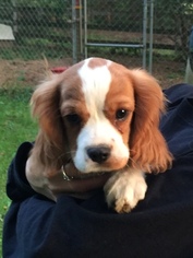 Cavalier King Charles Spaniel Puppy for sale in PARIS, OH, USA