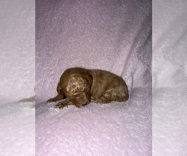 Medium Photo #4 Cavapoo (Miniature) Puppy For Sale in MUNFORDVILLE, KY, USA